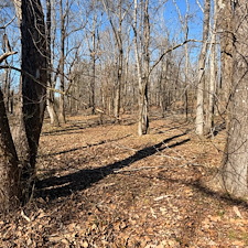 Tree-and-Limb-Cleanup-in-Taylor-MS 1